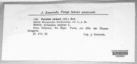 Puccinia hieracii var. hieracii image